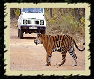 Kanha National Park, India Wildlife Tour Packages